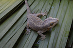 BREEDING PAIR of Orange Blotched Gargoyle Geckos