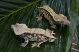 BREEDING PAIR of Extreme Harlequin Crested Geckos