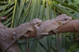 BREEDING PAIR of Orange Blotched Gargoyle Geckos