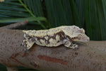 BREEDING PAIR of Extreme Harlequin Crested Geckos