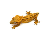 BRIGHT Yellow Pinstripe Crested Gecko