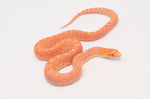 Red Albino Bull Snake