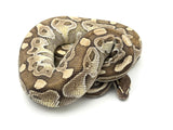 Butter Ball Python