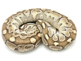 Butter Ball Python