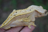 Hypo Yellow Pinstripe Dalmatian Crested Gecko (Majin Buu offspring)