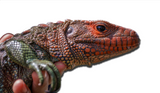 Adult Male Caiman Lizard "Green Goblin"