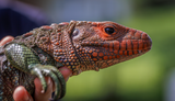 Adult Male Caiman Lizard "Green Goblin"