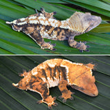 Mystery Extreme Tricolor Crested Gecko Group Baby (Calico baby)