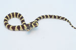 Hypo California Kingsnake