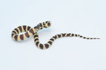 Hypo California Kingsnake