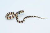 Hypo California Kingsnake