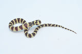 Hypo California Kingsnake