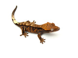 Cappuccino het Axanthic Crested Gecko