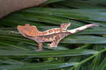 Tricolor Cappuccino Dalmatian Crested Gecko