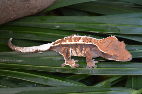 Tricolor Cappuccino Dalmatian Crested Gecko