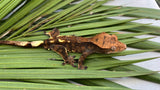 Dark Cappuccino Crested Gecko