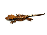 Cappuccino het Axanthic Crested Gecko