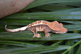 Tricolor Cappuccino Dalmatian Crested Gecko