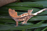 Tricolor Cappuccino Dalmatian Crested Gecko