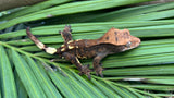 Dark Cappuccino Crested Gecko