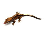 Cappuccino het Axanthic Crested Gecko