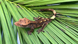 Dark Cappuccino Crested Gecko