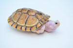 Caramel Pink Skin Red Eared Slider (66%pos het Snow)