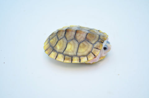 Caramel Red Eared Slider (66%pos het Snow)