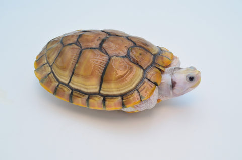 Caramel Pink Red Eared Slider (66%pos het Snow)