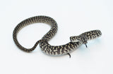 Baby Carpet Python