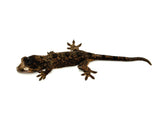 Pine Island Mossy Prehensile Tailed Gecko