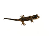 Pine Island Mossy Prehensile Tailed Gecko