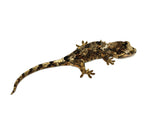 Pine Island Mossy Prehensile Tail Gecko