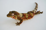 Pine Island Mossy Prehensile Tail Gecko