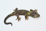 Pine Island Mossy Prehensile Tail Gecko (GREEN)