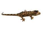 Pine Island Mossy Prehensile Tailed Gecko