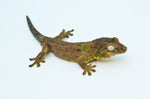 Pine Island Mossy Prehensile Tail Gecko