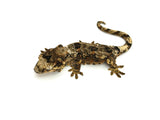 Pine Island Mossy Prehensile Tail Gecko