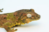 Pine Island Mossy Prehensile Tail Gecko