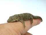 Western Chameleon Gecko (Eurydactylodes occidentalis)