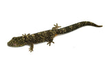 Western Chameleon Gecko (Eurydactylodes occidentalis)