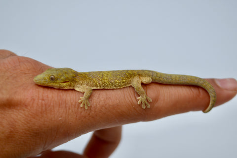 Large-Scaled Chameleon Gecko (Eurydactylodes symmetricus)