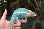 Panther Chameleon