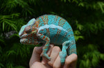 Panther Chameleon