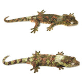 White Collar Pine Island Mossy Prehensile Tail Gecko