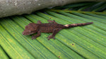 F3 Dark Phantom Crested Gecko