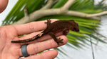 F3 Dark Phantom Crested Gecko