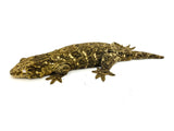 GTX Giant Gecko