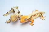 Baby Lilly White Crested Gecko Special (Tailless/Nipped Tail)