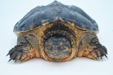 Adult Snapping Turtle